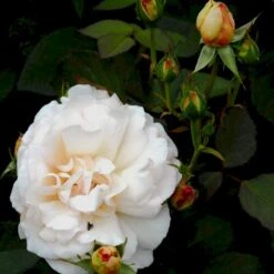 'Gruss An Aachen' Rosa X 'Gruss An Aachen' (Storblomstrende) A-Kvalitet,- Barrods Roser Min. 3 Grene -Osmoz Naturens Butik p2807 51290 rosa x gruss an aachen storblomstrende f3d7