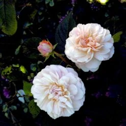 'Gruss An Aachen' Rosa X 'Gruss An Aachen' (Storblomstrende) A-Kvalitet,- Barrods Roser Min. 3 Grene -Osmoz Naturens Butik p2807 51291 rosa x gruss an aachen storblomstrende ae26