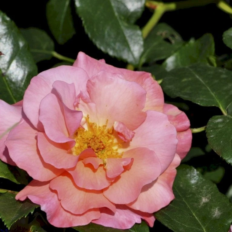 'Rosenresli'® Rosa X 'Rosenresli'® (Slyngrose) A-Kvalitet,- Barrods Roser Min. 3 Grene 3 'Rosenresli'® Rosa X 'Rosenresli'® (Slyngrose) A-Kvalitet,- Barrods Roser Min. 3 Grene