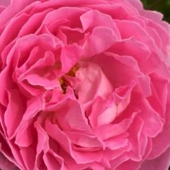 'Rosenresli'® Rosa X 'Rosenresli'® (Slyngrose) A-Kvalitet,- Barrods Roser Min. 3 Grene 9 'Rosenresli'® Rosa X 'Rosenresli'® (Slyngrose) A-Kvalitet,- Barrods Roser Min. 3 Grene -Osmoz Naturens Butik p2808 52883 rosa x rosenresli slyngrose dc16