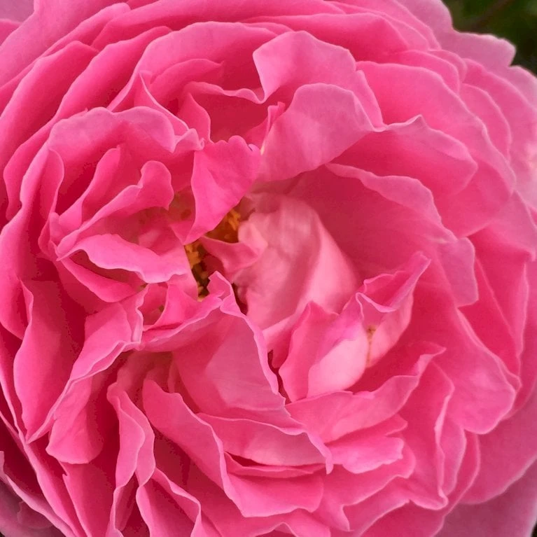 'Rosenresli'® Rosa X 'Rosenresli'® (Slyngrose) A-Kvalitet,- Barrods Roser Min. 3 Grene 5 'Rosenresli'® Rosa X 'Rosenresli'® (Slyngrose) A-Kvalitet,- Barrods Roser Min. 3 Grene - Billede 3