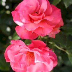 'Rosenresli'® Rosa X 'Rosenresli'® (Slyngrose) A-Kvalitet,- Barrods Roser Min. 3 Grene 10 'Rosenresli'® Rosa X 'Rosenresli'® (Slyngrose) A-Kvalitet,- Barrods Roser Min. 3 Grene -Osmoz Naturens Butik p2808 53641 rosa x rosenresli slyngrose 65df