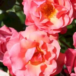 'Rosenresli'® Rosa X 'Rosenresli'® (Slyngrose) A-Kvalitet,- Barrods Roser Min. 3 Grene 11 'Rosenresli'® Rosa X 'Rosenresli'® (Slyngrose) A-Kvalitet,- Barrods Roser Min. 3 Grene -Osmoz Naturens Butik p2808 53642 rosa x rosenresli slyngrose 7683