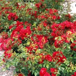 'Fairy Dance' Rosa X 'Fairy Dance' (Bunddækkerose) A-Kvalitet,- Barrods Roser Min. 3 Grene -Osmoz Naturens Butik p280 51472 rosa x fairy dance bunddaekkerose 51c3