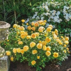 'Golden Celebration' Rosa X 'Golden Celebration' (Engelsk Rose) A-Kvalitet,- Barrods Roser Min. 3 Grene -Osmoz Naturens Butik p2810 53010 rosa x golden celebration engelsk rose bc0f
