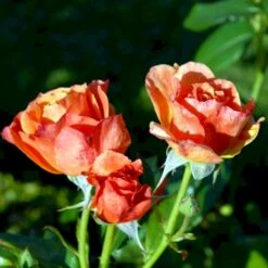 'Fellowship' Rosa X 'Fellowship' (Buketrose) A-Kvalitet,- Barrods Roser Min. 3 Grene -Osmoz Naturens Butik p281 51480 rosa x fellowship buketrose 3599