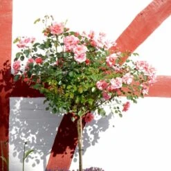 'Fredensborg'™ Rosa X 'Fredensborg'™ (Slotsrose) A-Kvalitet,- Barrods Roser Min. 3 Grene -Osmoz Naturens Butik p283 51786 rosa x fredensborg slotsrose 1b05