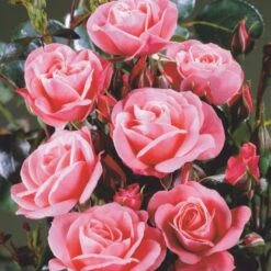 'Fredensborg'™ Rosa X 'Fredensborg'™ (Slotsrose) A-Kvalitet,- Barrods Roser Min. 3 Grene -Osmoz Naturens Butik p283 51788 rosa x fredensborg slotsrose 37a0