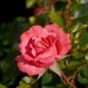 'Frederiksborg'™ Rosa X 'Frederiksborg'™ (Slotsrose) A-Kvalitet,- Barrods Roser Min. 3 Grene 2 'Frederiksborg'™ Rosa X 'Frederiksborg'™ (Slotsrose) A-Kvalitet,- Barrods Roser Min. 3 Grene -Osmoz Naturens Butik p284 51789 rosa x frederiksborg slotsrose 6546