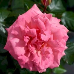 'Frederiksborg'™ Rosa X 'Frederiksborg'™ (Slotsrose) A-Kvalitet,- Barrods Roser Min. 3 Grene -Osmoz Naturens Butik p284 51790 rosa x frederiksborg slotsrose 6012