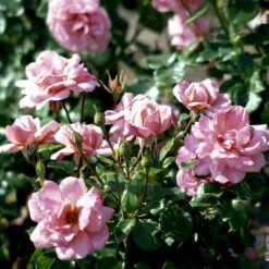 'Frederiksborg'™ Rosa X 'Frederiksborg'™ (Slotsrose) A-Kvalitet,- Barrods Roser Min. 3 Grene -Osmoz Naturens Butik p284 51791 rosa x frederiksborg slotsrose 6e6a