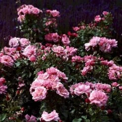 'Frederiksborg'™ Rosa X 'Frederiksborg'™ (Slotsrose) A-Kvalitet,- Barrods Roser Min. 3 Grene -Osmoz Naturens Butik p284 51792 rosa x frederiksborg slotsrose e7b5