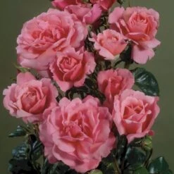 'Frederiksborg'™ Rosa X 'Frederiksborg'™ (Slotsrose) A-Kvalitet,- Barrods Roser Min. 3 Grene -Osmoz Naturens Butik p284 51793 rosa x frederiksborg slotsrose 6b99