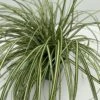 Star 'Evergold' Carex Oshimensis 'Evergold' Potte 2 Liter. 1 Star 'Evergold' Carex Oshimensis 'Evergold' Potte 2 Liter. -Osmoz Naturens Butik p2852 34102 carex oshimensis evergold d9d9