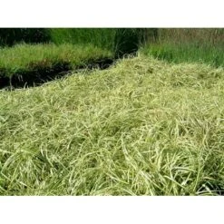 Star 'Evergold' Carex Oshimensis 'Evergold' Potte 2 Liter. -Osmoz Naturens Butik p2852 36131 carex oshimensis evergold fc90