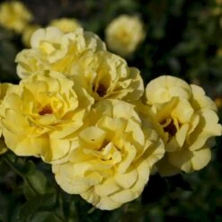 'Friesia'® Rosa X 'Friesia'® (Buketrose) A-Kvalitet,- Barrods Roser Min. 3 Grene -Osmoz Naturens Butik p285 53570 rosa x friesia buketrose c58c