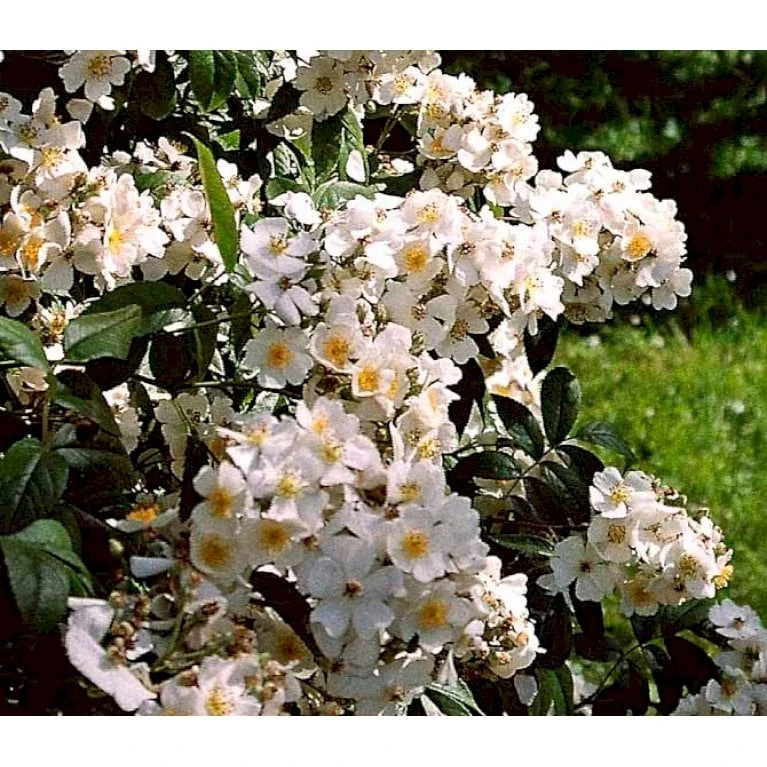 'Aksel Olsen' Rosa Helenae 'Aksel Olsen' A-Kvalitet,- Barrods Roser Min. 3 Grene 3 'Aksel Olsen' Rosa Helenae 'Aksel Olsen' A-Kvalitet,- Barrods Roser Min. 3 Grene