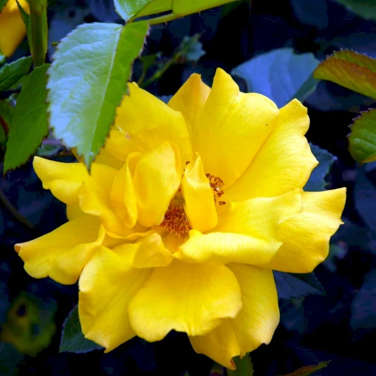 'Goldmarie 82'® Rosa X 'Goldmarie 82'® (Buketrose) A-Kvalitet,- Barrods Roser Min. 3 Grene 3 'Goldmarie 82'® Rosa X 'Goldmarie 82'® (Buketrose) A-Kvalitet,- Barrods Roser Min. 3 Grene