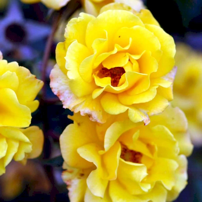 'Goldmarie 82'® Rosa X 'Goldmarie 82'® (Buketrose) A-Kvalitet,- Barrods Roser Min. 3 Grene 5 'Goldmarie 82'® Rosa X 'Goldmarie 82'® (Buketrose) A-Kvalitet,- Barrods Roser Min. 3 Grene - Billede 3