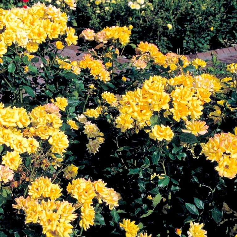 'Goldmarie 82'® Rosa X 'Goldmarie 82'® (Buketrose) A-Kvalitet,- Barrods Roser Min. 3 Grene 6 'Goldmarie 82'® Rosa X 'Goldmarie 82'® (Buketrose) A-Kvalitet,- Barrods Roser Min. 3 Grene - Billede 4