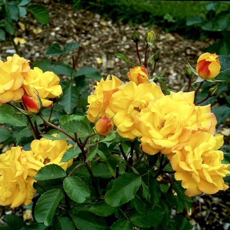 'Goldmarie 82'® Rosa X 'Goldmarie 82'® (Buketrose) A-Kvalitet,- Barrods Roser Min. 3 Grene 7 'Goldmarie 82'® Rosa X 'Goldmarie 82'® (Buketrose) A-Kvalitet,- Barrods Roser Min. 3 Grene - Billede 5