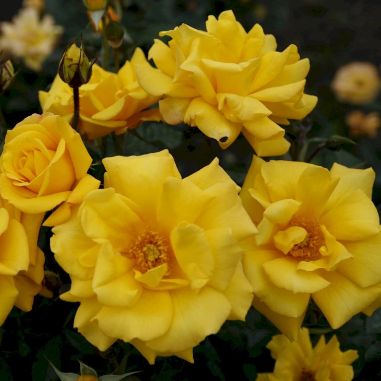 'Goldmarie 82'® Rosa X 'Goldmarie 82'® (Buketrose) A-Kvalitet,- Barrods Roser Min. 3 Grene 10 'Goldmarie 82'® Rosa X 'Goldmarie 82'® (Buketrose) A-Kvalitet,- Barrods Roser Min. 3 Grene - Billede 8