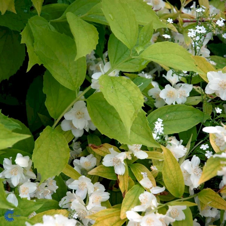 Uægte Jasmin 'Aureus' Philadelphus Coronarius 'Aureus' 5 Liter Potte 5 Uægte Jasmin 'Aureus' Philadelphus Coronarius 'Aureus' 5 Liter Potte - Billede 3