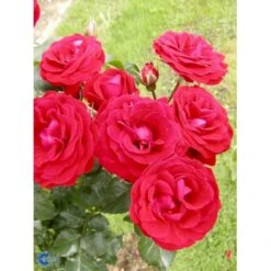 'Grand Palace' Rosa X 'Grand Palace' (Palacerose) 3,0 Liter Potte 7 'Grand Palace' Rosa X 'Grand Palace' (Palacerose) 3,0 Liter Potte -Osmoz Naturens Butik p289 252 rosa x grand palace 9f87