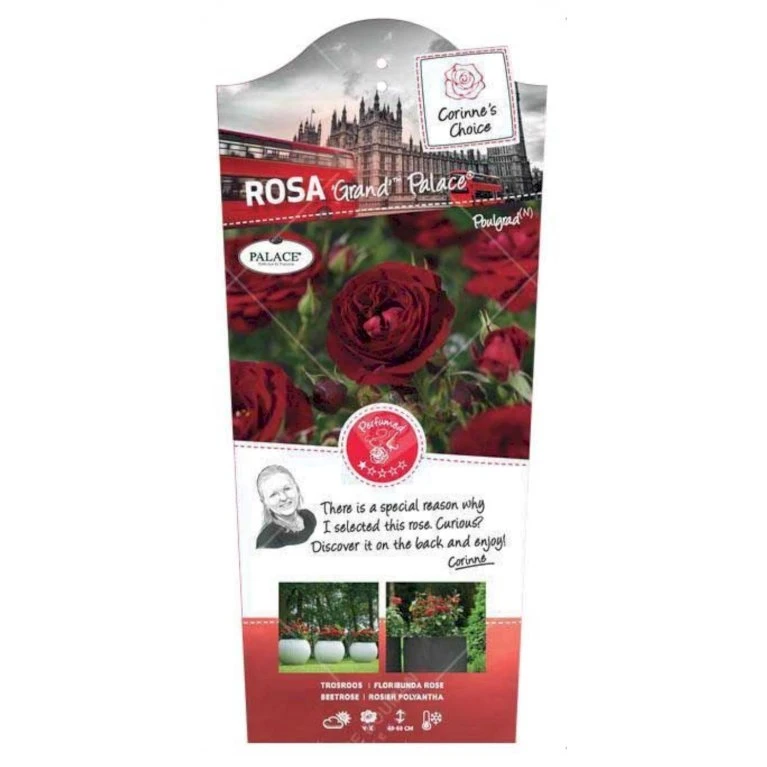 'Grand Palace' Rosa X 'Grand Palace' (Palacerose) 3,0 Liter Potte 3 'Grand Palace' Rosa X 'Grand Palace' (Palacerose) 3,0 Liter Potte