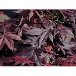 Japansk Ahorn 'Bloodgood' Acer Palmatum 'Bloodgood' Potte 10 Liter,- 60-80 Cm. -Osmoz Naturens Butik p2900 2248 acer palmatum bloodgood 2bdf