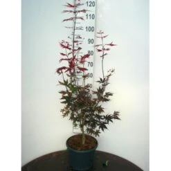 Japansk Ahorn 'Bloodgood' Acer Palmatum 'Bloodgood' Potte 10 Liter,- 60-80 Cm.