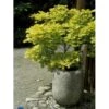 Viftebladet Løn Acer Shirasawanum 'Aureum' Potte 4,0 Liter,- 30-40 Cm. -Osmoz Naturens Butik p2901 2249 acer shirasawanum aureum b85d