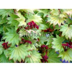Viftebladet Løn Acer Shirasawanum 'Aureum' Potte 4,0 Liter,- 30-40 Cm. -Osmoz Naturens Butik p2901 6645 acer shirasawanum aureum 6f20