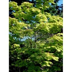 Viftebladet Løn Acer Shirasawanum 'Aureum' Potte 4,0 Liter,- 30-40 Cm. -Osmoz Naturens Butik p2901 6648 acer shirasawanum aureum ff33