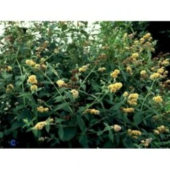 Sommerfuglebusk 'Sungold' Buddleja X Weyeriana 'Sungold' 3,0 Liter Potte -Osmoz Naturens Butik p2903 2250 buddleia weyeriana sungold 08d2