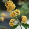 Sommerfuglebusk 'Sungold' Buddleja X Weyeriana 'Sungold' 3,0 Liter Potte -Osmoz Naturens Butik p2903 41032 buddleia weyeriana sungold d565