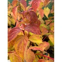 Kornel 'Midwinter Fire' Cornus Alba 'Midwinter Fire' Potte 10 Liter 50-60 Cm. -Osmoz Naturens Butik p2908 36599 cornus alba midwinter fire f51e