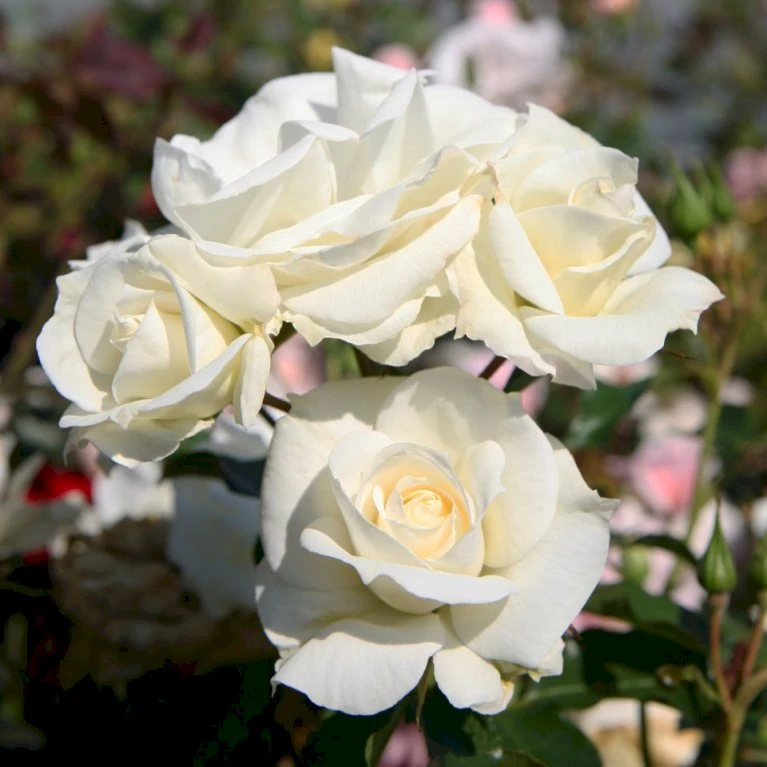 'Gråsten'™ Rosa X 'Gråsten'™ (Slotsrose) A-Kvalitet,- Barrods Roser Min. 3 Grene 3 'Gråsten'™ Rosa X 'Gråsten'™ (Slotsrose) A-Kvalitet,- Barrods Roser Min. 3 Grene