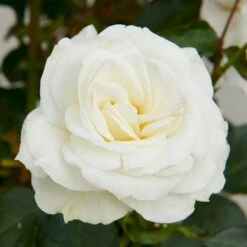 'Gråsten'™ Rosa X 'Gråsten'™ (Slotsrose) A-Kvalitet,- Barrods Roser Min. 3 Grene 11 'Gråsten'™ Rosa X 'Gråsten'™ (Slotsrose) A-Kvalitet,- Barrods Roser Min. 3 Grene -Osmoz Naturens Butik p290 51797 rosa x graasten slotsrose f853