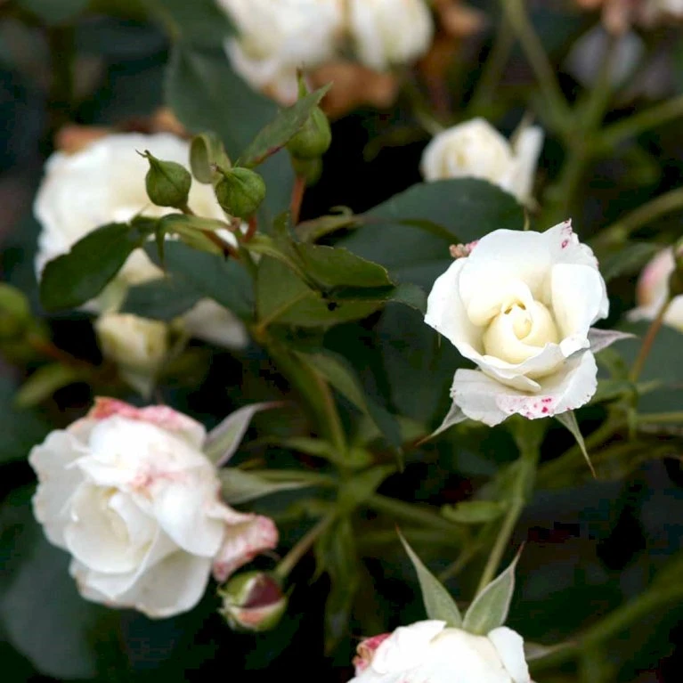 'Gråsten'™ Rosa X 'Gråsten'™ (Slotsrose) A-Kvalitet,- Barrods Roser Min. 3 Grene 7 'Gråsten'™ Rosa X 'Gråsten'™ (Slotsrose) A-Kvalitet,- Barrods Roser Min. 3 Grene - Billede 5