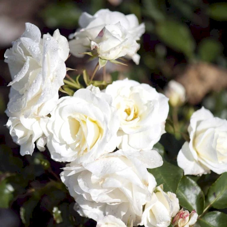 'Gråsten'™ Rosa X 'Gråsten'™ (Slotsrose) A-Kvalitet,- Barrods Roser Min. 3 Grene 8 'Gråsten'™ Rosa X 'Gråsten'™ (Slotsrose) A-Kvalitet,- Barrods Roser Min. 3 Grene - Billede 6