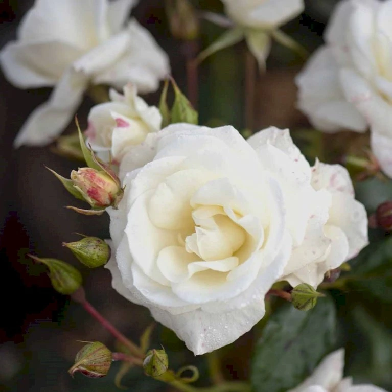 'Gråsten'™ Rosa X 'Gråsten'™ (Slotsrose) A-Kvalitet,- Barrods Roser Min. 3 Grene 9 'Gråsten'™ Rosa X 'Gråsten'™ (Slotsrose) A-Kvalitet,- Barrods Roser Min. 3 Grene - Billede 7