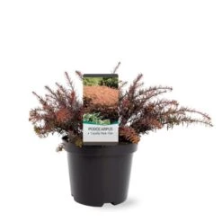 Sydtaks 'County Park Fire' Podocarpus 'County Park Fire' Potte 3,0 Liter,- 15-20 Cm.