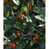 Grå Dværgmispel Cotoneaster Franchetti 5 Liter Potte -Osmoz Naturens Butik p2910 37822 cotoneaster franchetti 6c2c