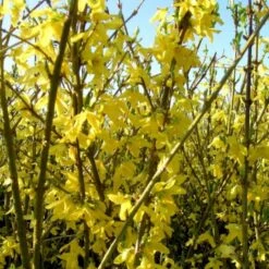 Vårguld 'Goldrausch' Forsythia Intermedia 'Goldrausch' Potte 2,0 Liter,- 40-60 Cm. -Osmoz Naturens Butik p2914 47327 forsythia intermedia goldrausch 57ca