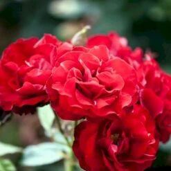 'H.C. Andersen'™ Rosa X 'H.C. Andersen'™ (Buketrose) A-Kvalitet,- Barrods Roser Min. 3 Grene -Osmoz Naturens Butik p291 51525 rosa x h c andersen buketrose 9523