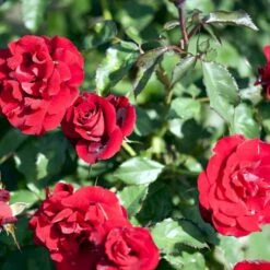 'H.C. Andersen'™ Rosa X 'H.C. Andersen'™ (Buketrose) A-Kvalitet,- Barrods Roser Min. 3 Grene -Osmoz Naturens Butik p291 51526 rosa x h c andersen buketrose d86a