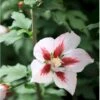 Syrisk Rose 'Hamabo' Hibiscus Syriacus 'Hamabo' Potte 2,0 Liter,- 30-40 Cm. -Osmoz Naturens Butik p2920 36146 hibiscus syriacus hamabo 15cf