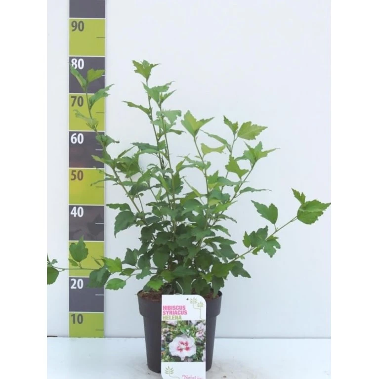 Syrisk Rose 'Helene' Hibiscus Syriacus 'Helene' Potte 4,0 Liter,- 50-60 Cm. 3 Syrisk Rose 'Helene' Hibiscus Syriacus 'Helene' Potte 4,0 Liter,- 50-60 Cm.
