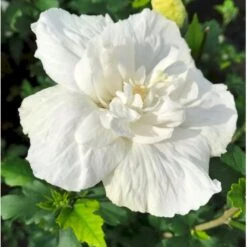 Syrisk Rose 'White Chiffon' (R) Hibiscus Syriacus 'White Chiffon' (r) Potte 6,6 Liter, - 70-80 Cm. -Osmoz Naturens Butik p2926 36150 hibiscus syriacus white chiffon r 0386